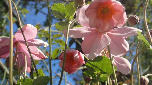 １／２　シュウメイギク(秋明菊)／ 貴船菊(キブネギク)...Googleの画像検索候補より。菊と付くけどアネモネの仲間とのこと。