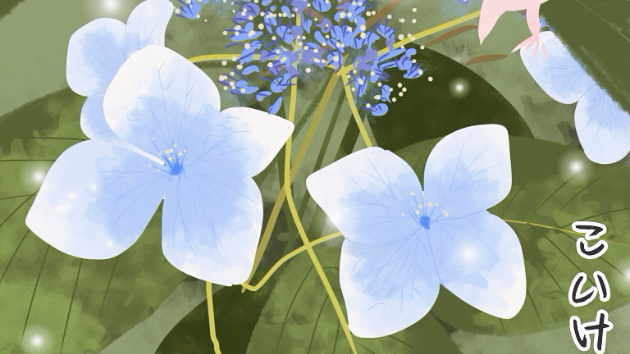 紫陽花