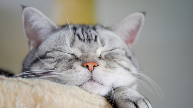 猫と暮らす　猫吸い編