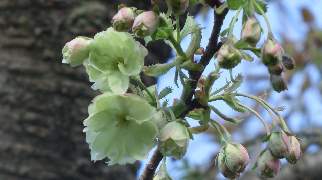 ウコン桜　1/2
