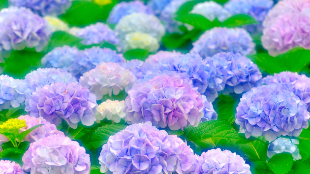 6月ですね