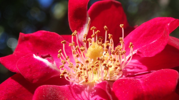 【2/2】ばらの花とローズヒップの、花