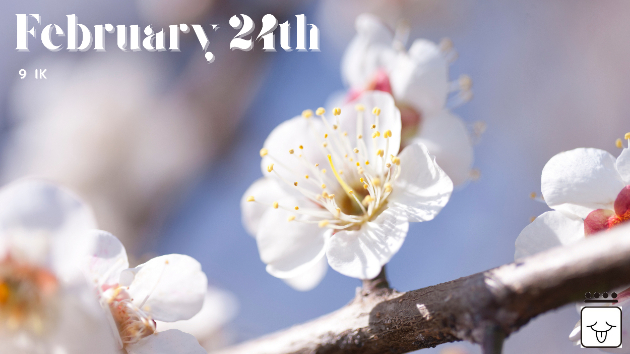 2023年2月24日　Kin 22　白い風