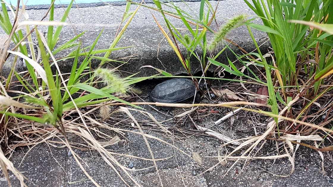 よくわからないけど亀を拾いました