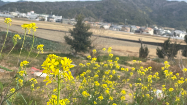 夢だとわかりながら・・・