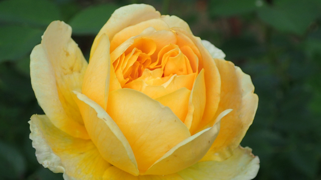 薔薇...黄色