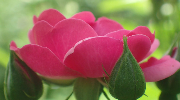 薔薇…ピンク