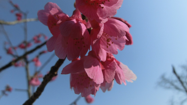 カンヒザクラ(寒緋桜)