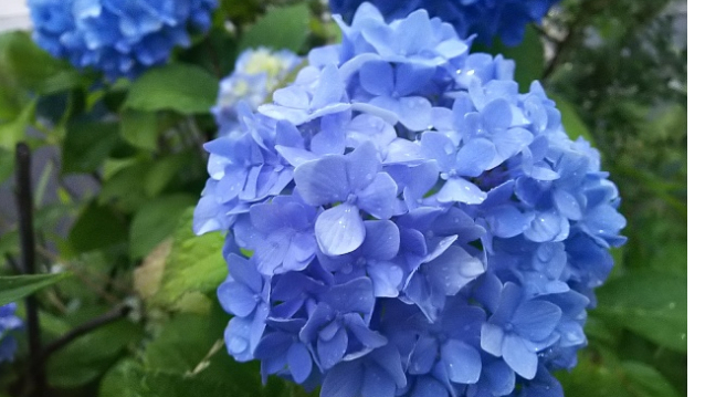 今年の紫陽花～其の弐～