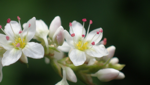 蕎麦の花