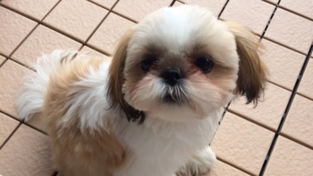 シーズー犬コロンとの生活がスタート 桜sakura297 Coconalaブログ