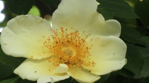 薔薇...クリームイエロー　