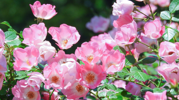 占い ♡ 6月 無理なく　整えていく