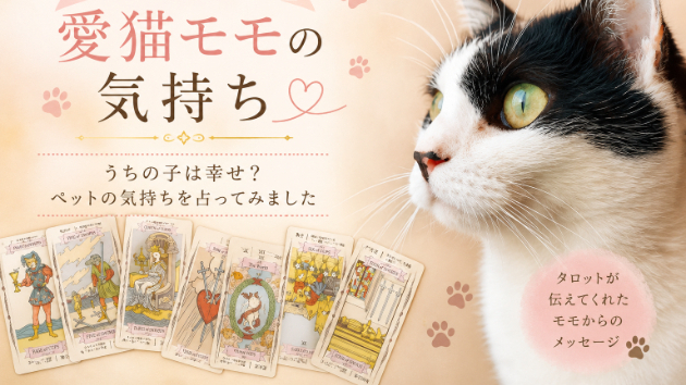 愛猫モモの心を読んでみたら、涙が出るほど温かい言葉が返ってきました