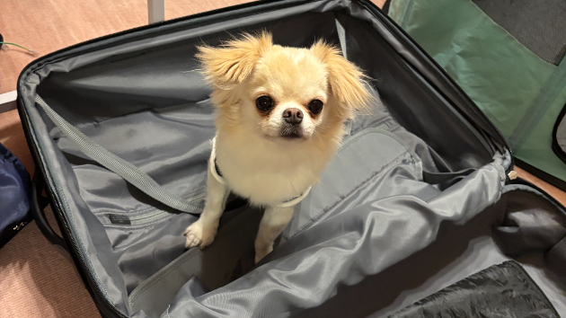 姫路城・神戸への犬と家族旅行