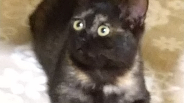 はじめまして