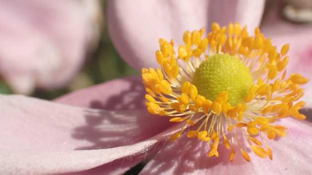 ２／２　シュウメイギク(秋明菊)／ 貴船菊(キブネギク)...Googleの画像検索候補より。菊と付くけどアネモネの仲間とのこと。