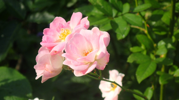 薔薇...薄ピンク