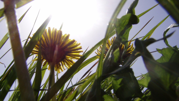 たんぽぽの綿毛のように心一つで風にのって。辿り着いた先で花開く。