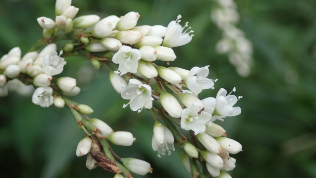 シロバナサクラタデ(白花桜蓼)...Googleの画像検索候補より。