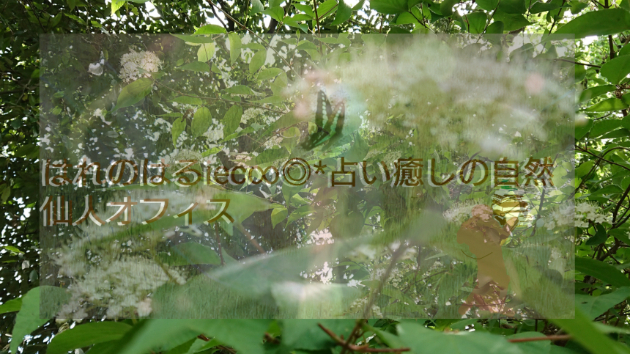 新緑のセレクト(新緑浴気分)