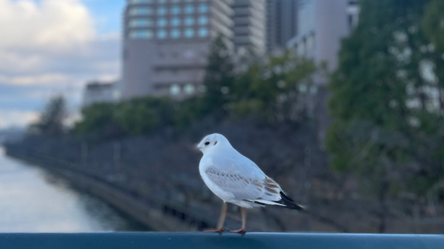 チャンスはいつも突然に