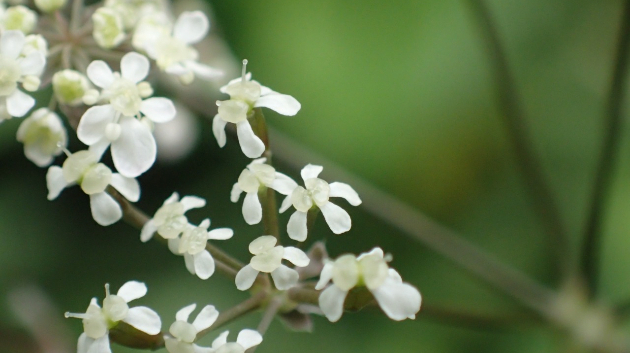 シャク(杓)...Googleの画像検索候補から一番近いのはこれかなと。セリ科の植物のようです。