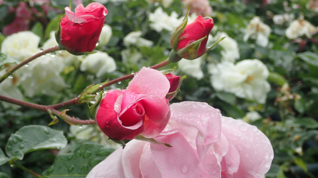 薔薇