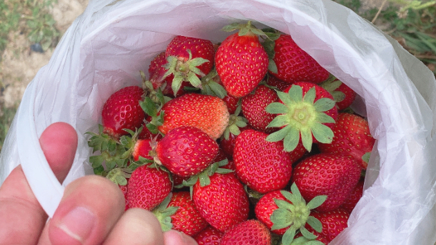 Day 3　A Basket of Fruit