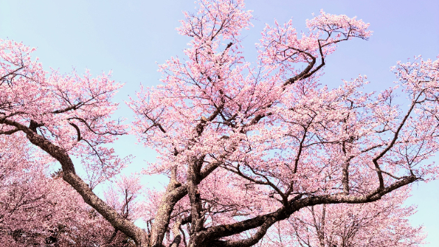 桜舞う季節に想うこと🌸