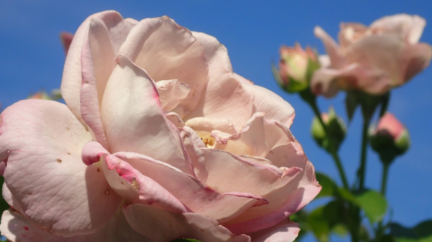 薔薇...薄ピンク 2/2