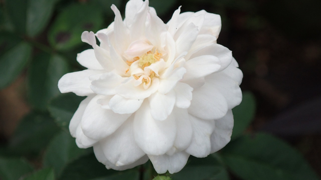 薔薇(白)