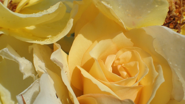 薔薇(黄色)