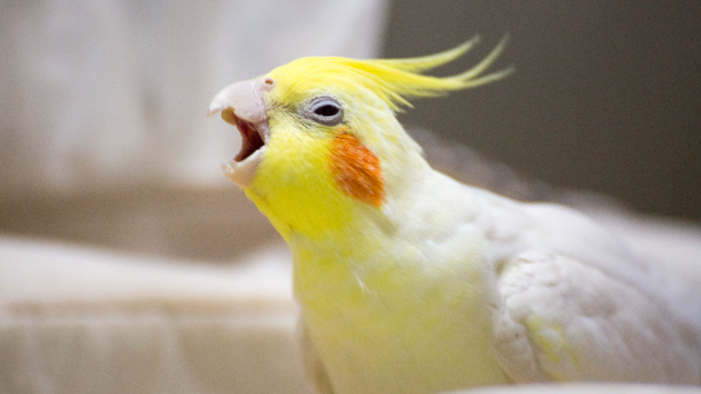 オカメインコのあゆちゃん Emma Coconalaブログ
