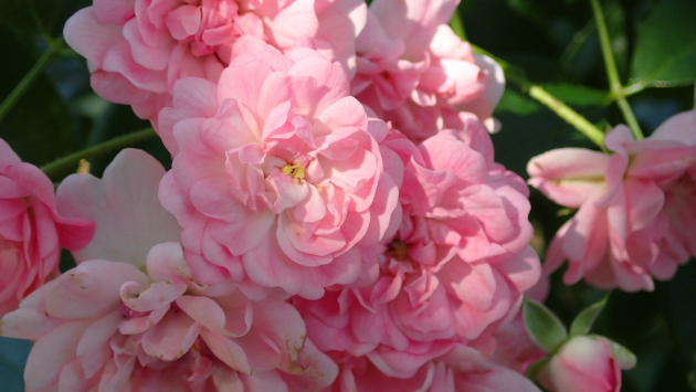 薔薇（薄ピンク）