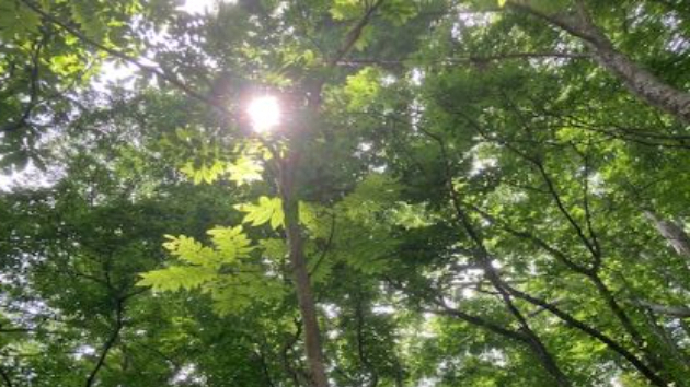 神との友情 下　第十八章 『生命の目的は、あなたがたが真の自分を決定し、宣言し、表現し・・・』