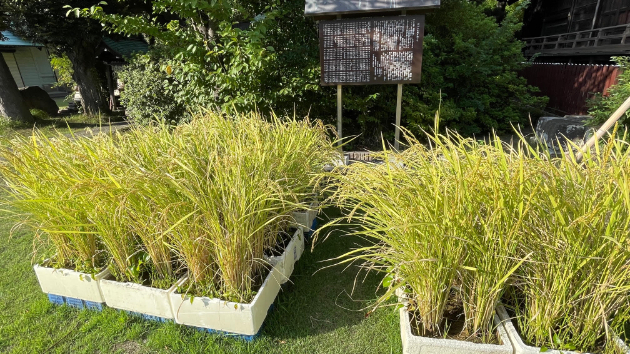 第76回　日盤吉方取り…六月八幡神社＆鷲神社＆栗原氷川神社（東京都足立区）