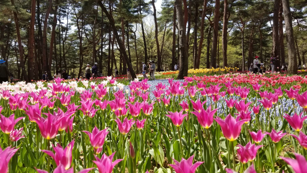 ●人間を楽しませるために神が作ったもので地球は溢れている　in ひたち海浜公園（チューリップ編）