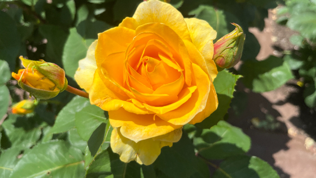 造花の花７〜舞台に上がった僕