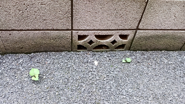 (*´ω`*)　ダメージはないのだが