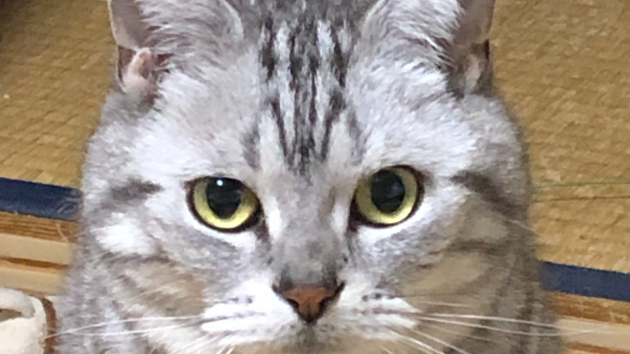 カバー画像