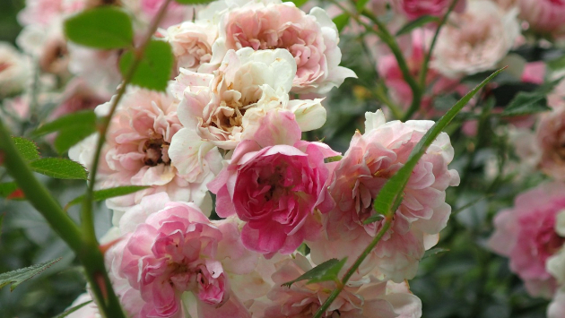 薔薇...薄ピンク