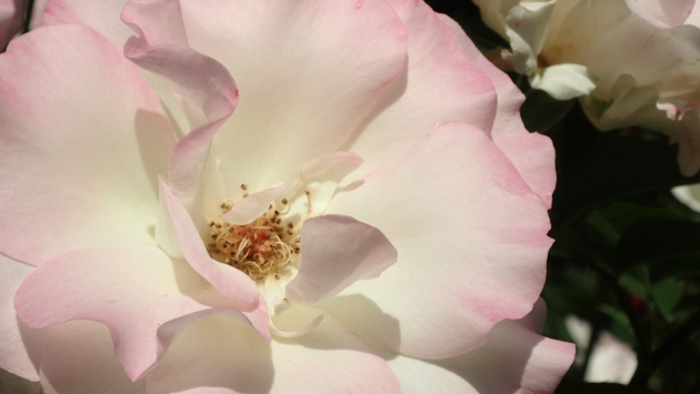 薔薇（薄ピンク）