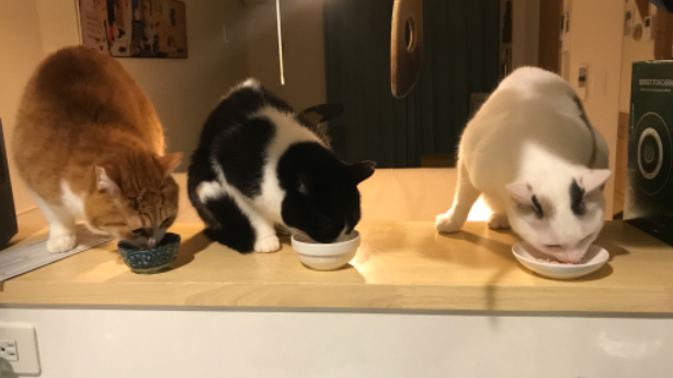 【ゆる猫4コマ】#006 1人遊び