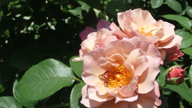 薔薇...ピンク