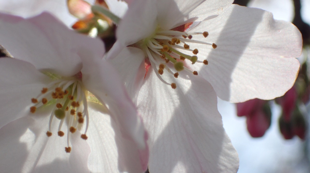 桜(さくら)