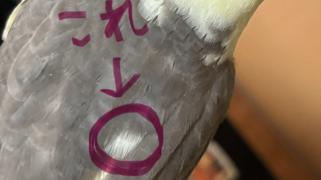 カバー画像