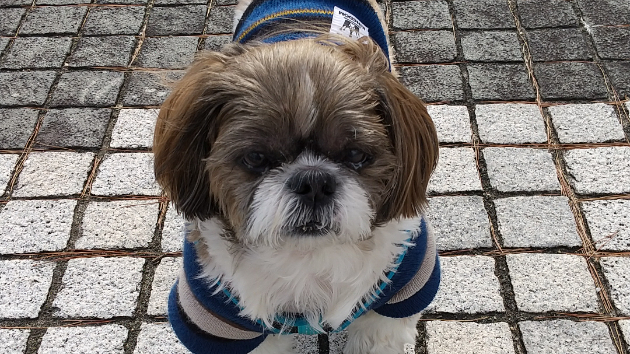 愛犬だワン！！