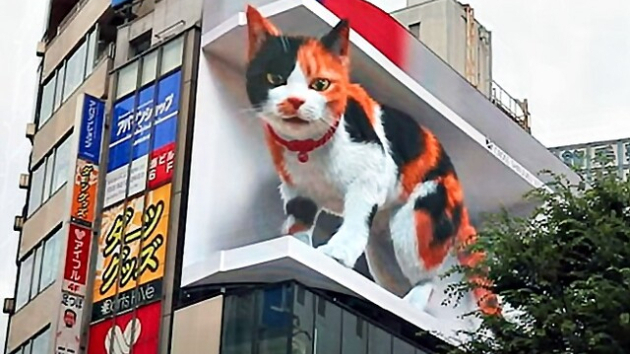 棚猫(たなねこ)