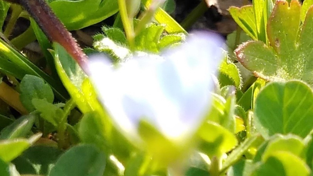 太陽光に輝く花